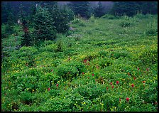 Meadow with wildflowers and fog, Paradise. Mount Rainier National Park ( color)