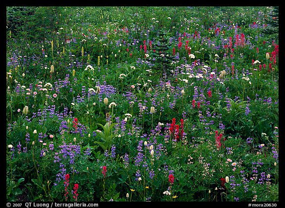 Meadow detail with multicolored wildflower carpet, Paradise. Mount Rainier National Park (color)