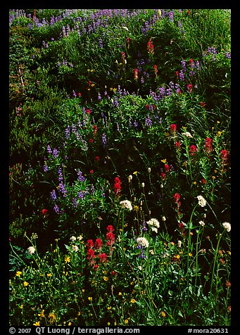 Close-up of meadow with wildflowers, Paradise. Mount Rainier National Park (color)