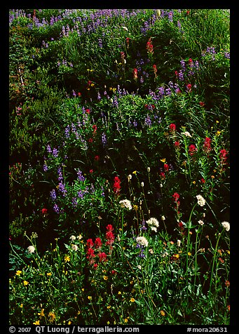 Close-up of meadow with wildflowers, Paradise. Mount Rainier National Park, Washington, USA.