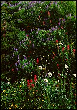 Close-up of meadow with wildflowers, Paradise. Mount Rainier National Park, Washington, USA. (color)