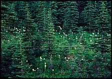 Beargrass and conifer forest. Mount Rainier National Park, Washington, USA.