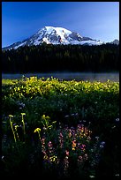 Summer wildflowers, Lake, and Mt Rainier, sunrise. Mount Rainier National Park, Washington, USA. (color)