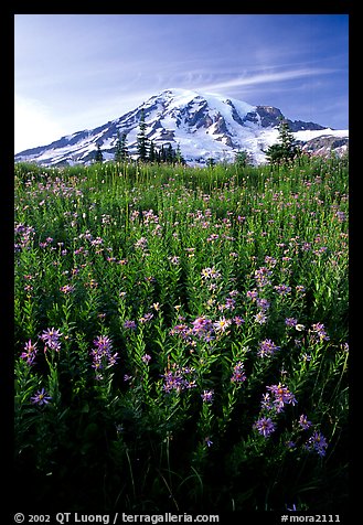 Dense field of wildflowers and Mt Rainier from Paradise, late afternoon. Mount Rainier National Park, Washington, USA.