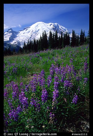 Lupines and Mt Rainier from Sunrise, morning. Mount Rainier National Park, Washington, USA.