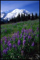 Lupines and Mt Rainier from Sunrise, morning. Mount Rainier National Park, Washington, USA.