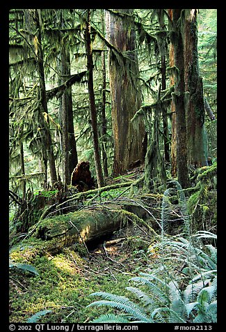 Ferns, mosses, and trees, Carbon rainforest. Mount Rainier National Park, Washington, USA.