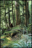 Ferns, mosses, and trees, Carbon rainforest. Mount Rainier National Park, Washington, USA.
