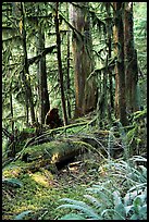 Ferns, mosses, and trees, Carbon rainforest. Mount Rainier National Park, Washington, USA. (color)