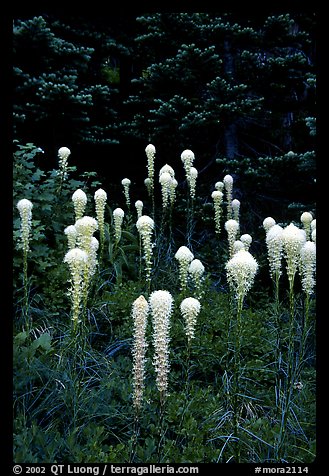 Beargrass. Mount Rainier National Park, Washington, USA.