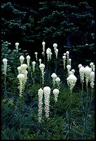 Beargrass. Mount Rainier National Park, Washington, USA. (color)