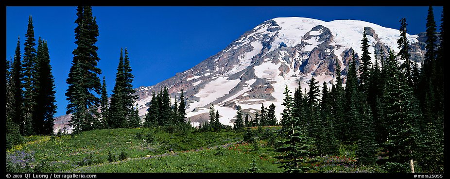 Meaadows and Mount Rainier. Mount Rainier National Park (color)