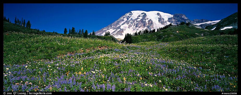 Wildflower meadow and snow-capped mountain. Mount Rainier National Park, Washington, USA.