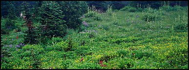 Meadow, wildflowers, and conifers. Mount Rainier National Park (Panoramic color)