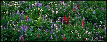 Close-up of flowers in meadow. Mount Rainier National Park, Washington, USA.