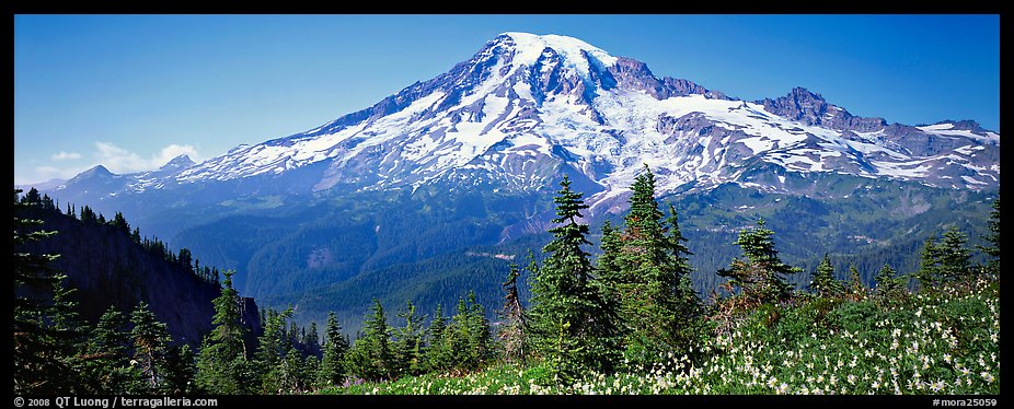 Avalanche lillies and Mount Rainier. Mount Rainier National Park (color)