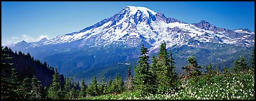 Avalanche lillies and Mount Rainier. Mount Rainier National Park (Panoramic color)