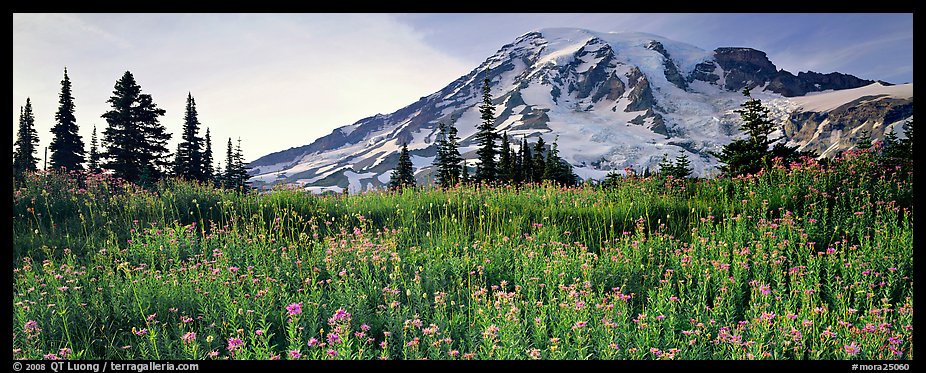 Carpet of wildflowers and snowy mountain. Mount Rainier National Park, Washington, USA.