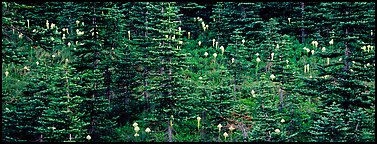 Bear grass and connifers. Mount Rainier National Park (Panoramic color)