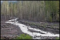 Tahoma Creek, Westside. Mount Rainier National Park, Washington, USA.