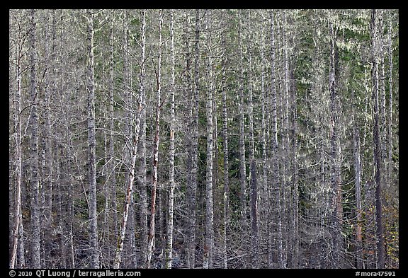 Bare trees and hanging lichen. Mount Rainier National Park, Washington, USA.