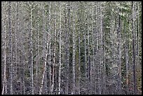 Bare trees and hanging lichen. Mount Rainier National Park ( color)