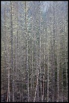 Bare forest, Westside. Mount Rainier National Park ( color)