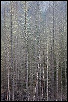 Bare forest, Westside. Mount Rainier National Park, Washington, USA.