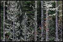 Trees with lichens hanging from branches. Mount Rainier National Park ( color)