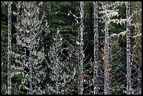 Trees with lichens hanging from branches. Mount Rainier National Park, Washington, USA.