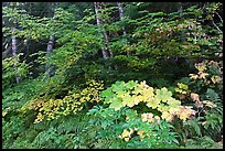 Big leaf maple on forest floor. Mount Rainier National Park, Washington, USA.