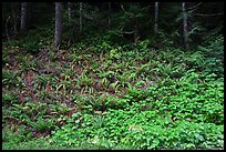 Ferns on forested slope, Westside. Mount Rainier National Park, Washington, USA.