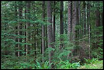 Forest. Mount Rainier National Park, Washington, USA. (color)