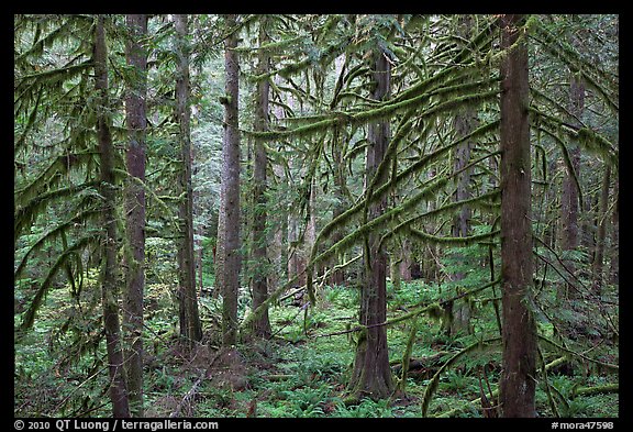 Trees with moss-covered branches. Mount Rainier National Park, Washington, USA.