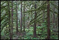 Trees with moss-covered branches. Mount Rainier National Park ( color)