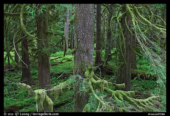 Westside rainforest. Mount Rainier National Park (color)