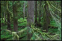 Westside rainforest. Mount Rainier National Park, Washington, USA. (color)