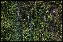 Water seeps over fern-covered rock. Mount Rainier National Park, Washington, USA.