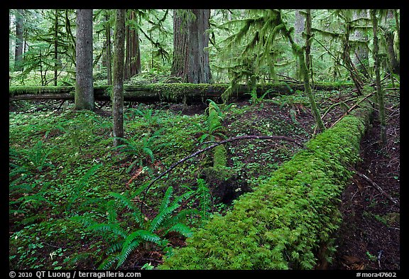 Ferns and fallen log. Mount Rainier National Park, Washington, USA.
