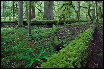 Ferns and fallen log. Mount Rainier National Park, Washington, USA. (color)