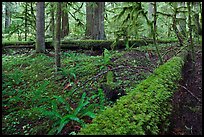 Ferns and fallen log. Mount Rainier National Park, Washington, USA.