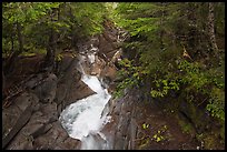Water rushes down Van Trump Creek. Mount Rainier National Park, Washington, USA. (color)