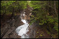 Water rushes down Van Trump Creek. Mount Rainier National Park, Washington, USA.