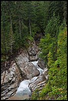 Creek in verdant forest. Mount Rainier National Park ( color)