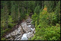 Van Trump Creek flows in lush forest. Mount Rainier National Park, Washington, USA.