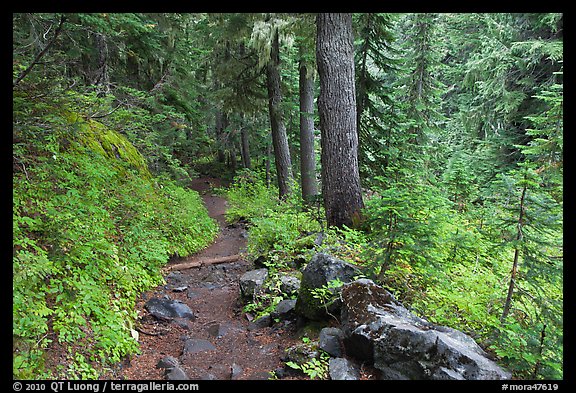 Trail and forest , Van Trump creek. Mount Rainier National Park, Washington, USA.