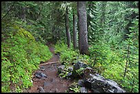 Trail and forest , Van Trump creek. Mount Rainier National Park, Washington, USA. (color)