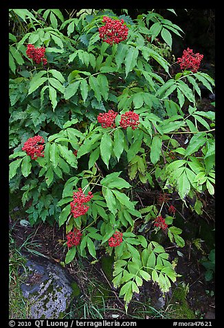 Shrubs with red berries in fall. Mount Rainier National Park, Washington, USA.