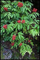 Shrubs with red berries in fall. Mount Rainier National Park ( color)