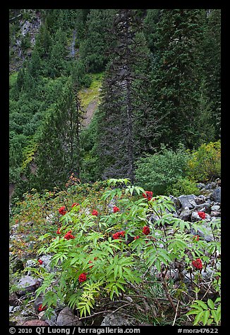 Shrub with berries and conifer forest. Mount Rainier National Park, Washington, USA.